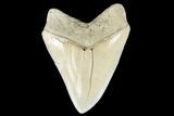 Serrated, Fossil Megalodon Tooth - Aurora, North Carolina #176567-2